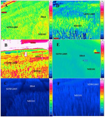 Micrometeorological monitoring reveals that canopy temperature is a reliable trait for the screening of heat tolerance in rice